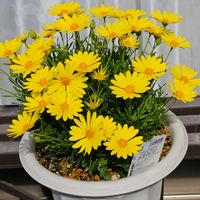 キララ,サントリー キララ イエロー,kahma瀬戸の画像