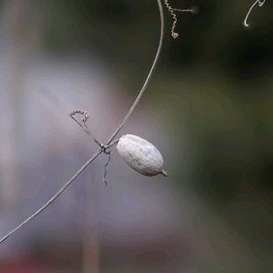 カラスウリ,カラスウリ,ネムノキ,ネムノキ,ロウバイの画像