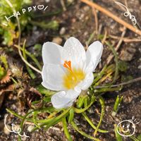 クロッカス,ネモフィラ,ノースポール,ルピナス,お花大好き♡の画像