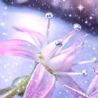 かねのなる木,かねのなる木,お花遊び,今日の お花,今日の お花の画像