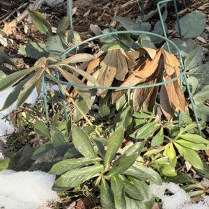 キク,クリスマスローズ,クリスマスローズ,ジャーマンアイリス,イングリッシュローズの画像