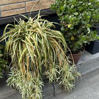 カネノナルキ,オリヅルラン,鉢植え,富山支部,富山の画像