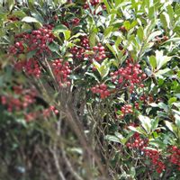 カナメモチ,樹木の画像