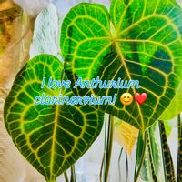 アンスリウム,アンスリウム クラリネルビウム,森林浴,熱帯植物,癒しの空間の画像