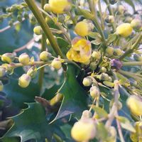 ヒイラギナンテン,お出掛け先,2026百花魁の画像