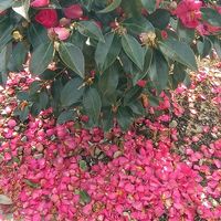 ビオラ,ビオラ,ビオラ,山茶花,山茶花の画像