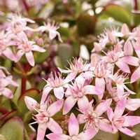 カネノナルキ,カランコエ,グリーンネックレス,ハナキリン,金のなる木の画像