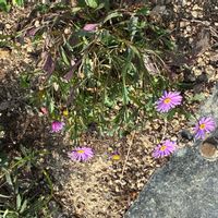 ブラキカムの画像