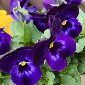 ビオラ・パンジー,#ガーデニング,エクステリアの画像