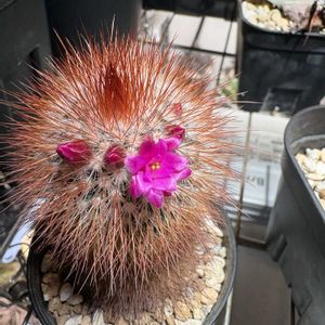 サボテン,猩々丸,かわいい,開花,サボテン科の画像