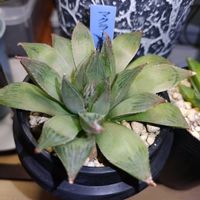 ハオルチア,ハオルチア オブツーサ,多肉植物,ハオルチア属,多肉大好きの画像