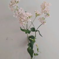 シレネ,シレネ サクラコマチ,一人一花,一人一花運動@福岡市,ハナノヒの画像