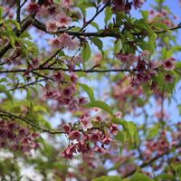 クワズイモ,寒緋桜(カンヒザクラ)の画像