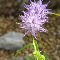 タマシャジン,フィテウマ・ショイヒツェリ,季節の花,咲くやこの花館,季節の風物詩の画像