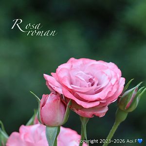 カネノナルキ,カネノナルキ,バラ,ナノハナ,ナノハナの画像