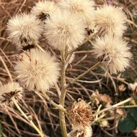 ツワブキ,ツワブキ,公園,花壇,ガーデニングの画像