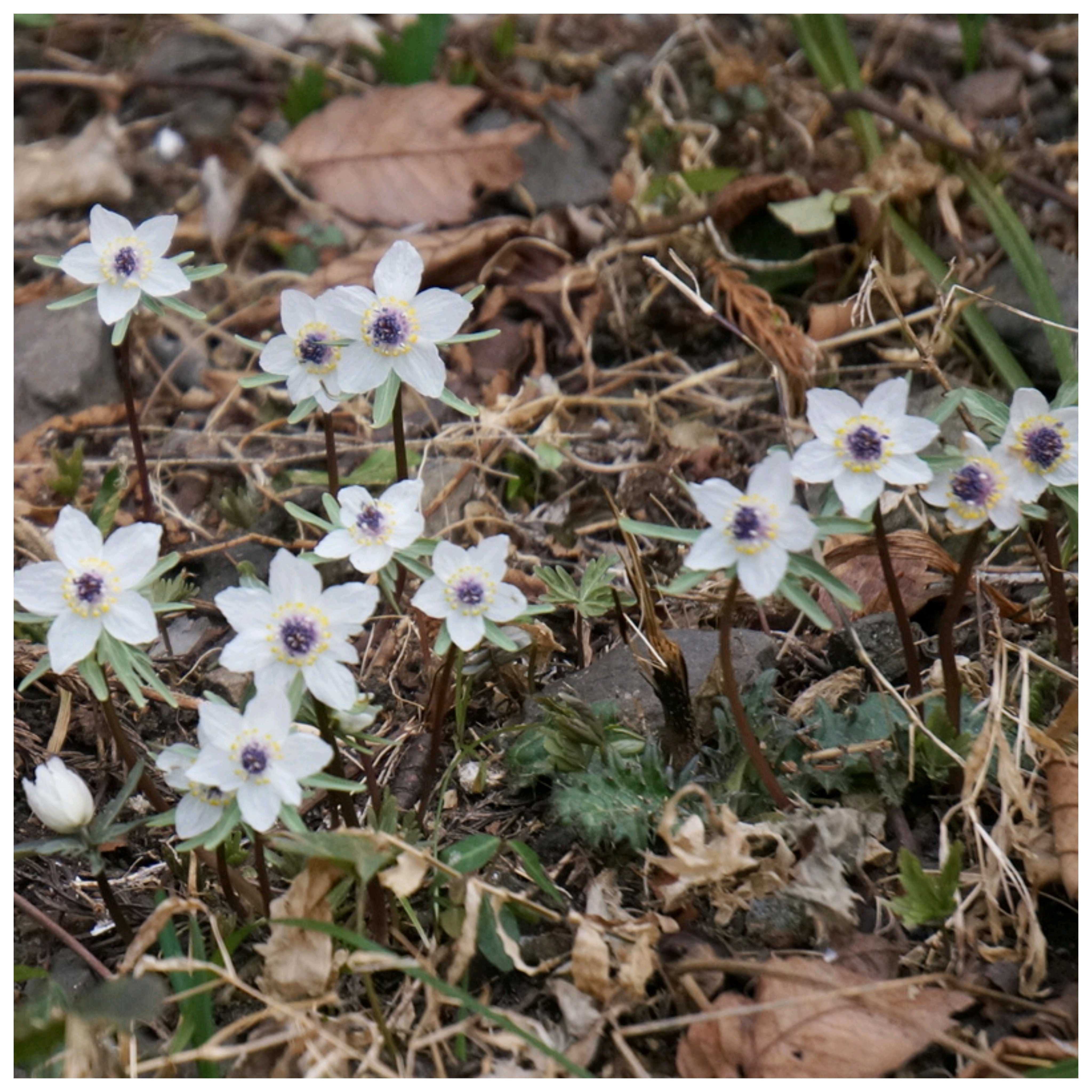 No.688 四季の森星野 セツブンソウに逢いに行こう2️⃣ 2026/02/16