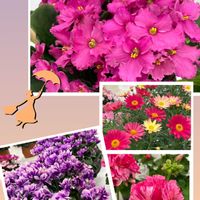 シクラメン,ゼラニウム,セントポーリア,プリムラマラコィデス,多様性を愛する会の画像