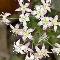 カネノナルキ,カネノナルキ,カネノナルキ,サボテン,ミカンの画像