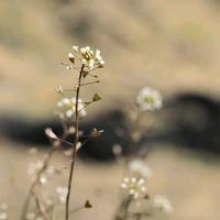 ナズナ,なずな(ぺんぺん草),野の花の画像