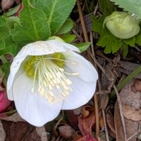 スイートピー,ヤグルマギク,柊南天（ヒイラギナンテン）,我が家の今朝のお花さんたち♡,シクラメンウィンターベルの画像