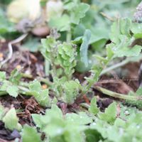 チューリップ,オルレア,デルフィニウム,ポピー　アメージンググレイ,球根植物の画像