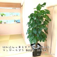 ハブカズラ,✴︎マングーカズラ,✴︎マングーカズラ,観葉植物,鉢植えの画像