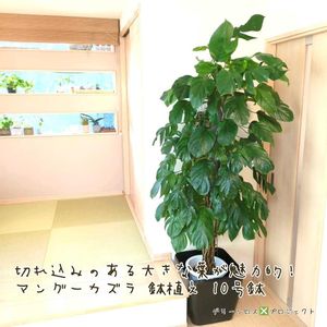 ハブカズラ,✴︎マングーカズラ,✴︎マングーカズラ,観葉植物,鉢植えの画像
