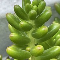 セダム,虹の玉,多肉植物,花壇,ガーデニングの画像