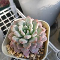 ジョイスタロック,カリシア,バニラビス,キャラリアン ,フェロモンの画像