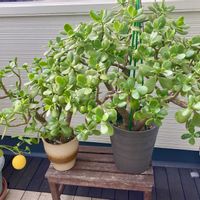 カネノナルキ,レモン,金のなる木,かねのなる木,鉢植えの画像