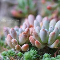 乙女心,白檀,エレガンスブルー,多肉植物,鉢植えの画像