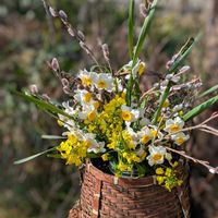 ツワブキ,菜の花,菜の花,山野草,いつもありがとう♡の画像