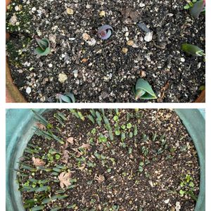 チューリップ,水仙,鉢植え,花が好き,無農薬❤家庭菜園の画像