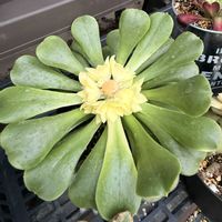 多肉植物,ガーデニング,アエオニウム,シンヤ錦の画像
