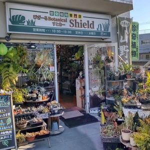 多肉植物,ウラボシ科,ビカクシダ属,食中植物,塊根の画像