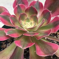 サボテン,アエオニウム,いつもありがとうございます♡(ᴗ̤ .̮ ᴗ̤ )₎₎の画像