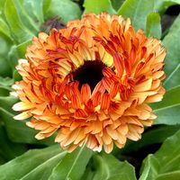 アイスランドポピー,カレンデュラ ブロンズビューティ,ワビスケ 椿,初雁,椿　青い珊瑚礁の画像