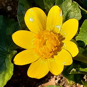 小さな庭の画像