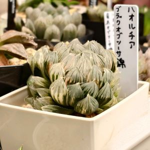 ハオルチア,ブラックオブツーサ錦,ブラックオブツーサ錦,多肉植物,多肉ちゃんの画像