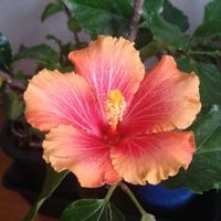 ハイビスカス,ハイビスカス ミセスユミ,SDGs,心に笑顔の花を,リビング・ダイニングの画像