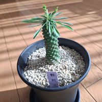 ユーフォルビア,ガステリア,皆様の投稿を見て癒やされる日々の画像