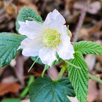 シュウメイギク,シュウメイギク,サルノコシカケ,サルノコシカケ,クサイチゴの画像