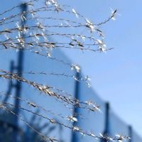 ススキ,雑草,山野草,野草,素敵な出会いの画像