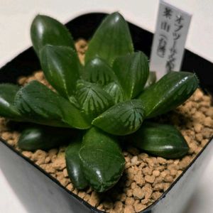 オブツーサ,ハオルチア,オブツーサ交配種,茶山,茶山（台湾）の画像