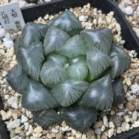 オブツーサ,ハオルチア,孔明灯,多肉植物,軟葉系ハオルチアの画像