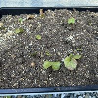 亀甲竜,塊根植物,冬型塊根の画像