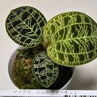 マコデス,マコデス ジュエルオーキッド,ジュエルオーキッド,初購入,せいちょうきろくの画像