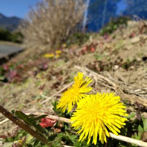 オオイヌノフグリ,ホトケノザ,ニホンタンポポ,スイバ,ミミナグサの画像
