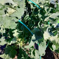 ブロッコリーの画像